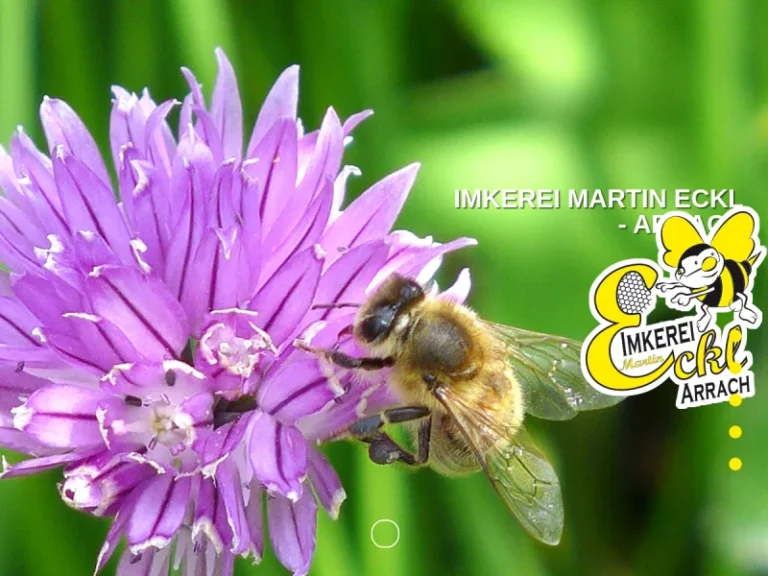 Martin Eckl – Imkerei - Bayern in Arrach
