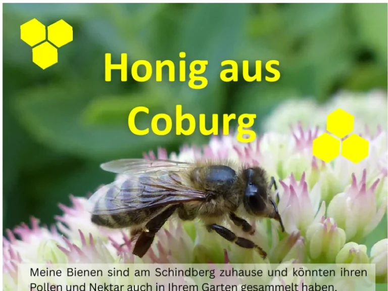 Honig aus Coburg - Bayern in Coburg