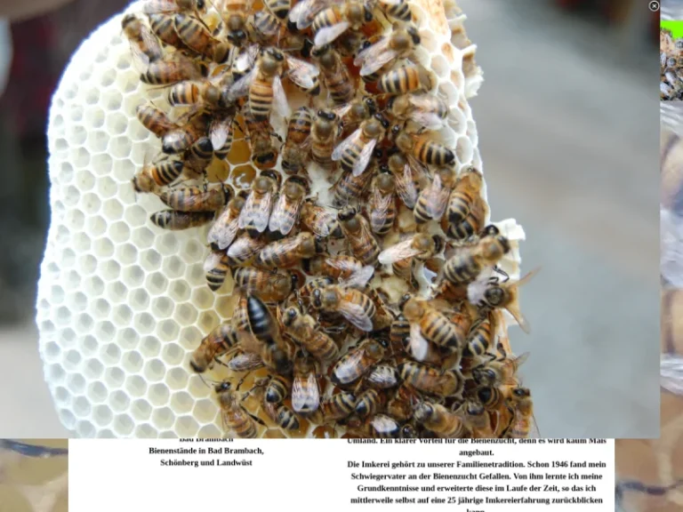 Knut Schiller - Sachsen in Bad Brambach