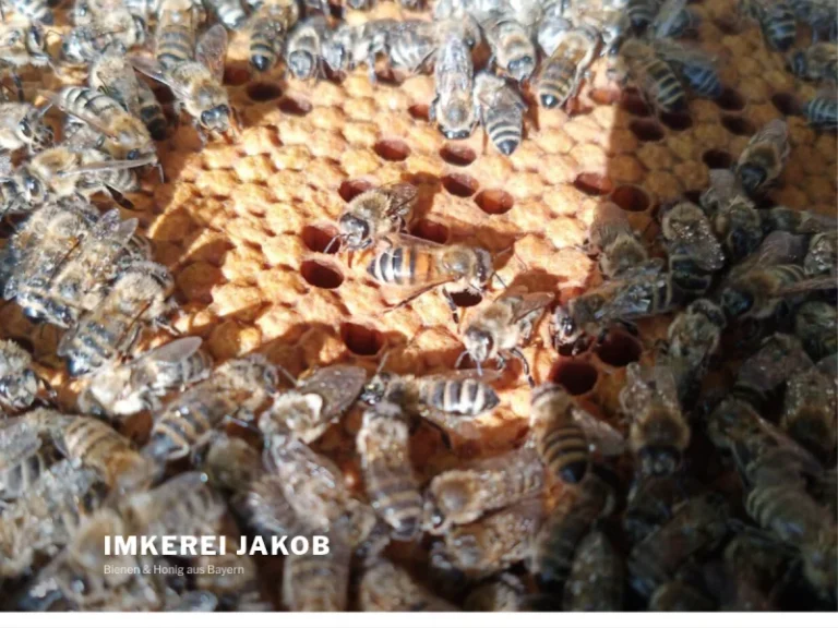 Imkerei Jakob - Bayern in Sauerlach