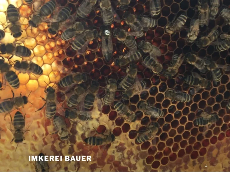 Bio Imkerei Alexander Bauer - Bayern in München