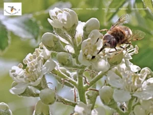 Michael Schmalenberg - Rheinland-Pfalz in Landau in der Pfalz
